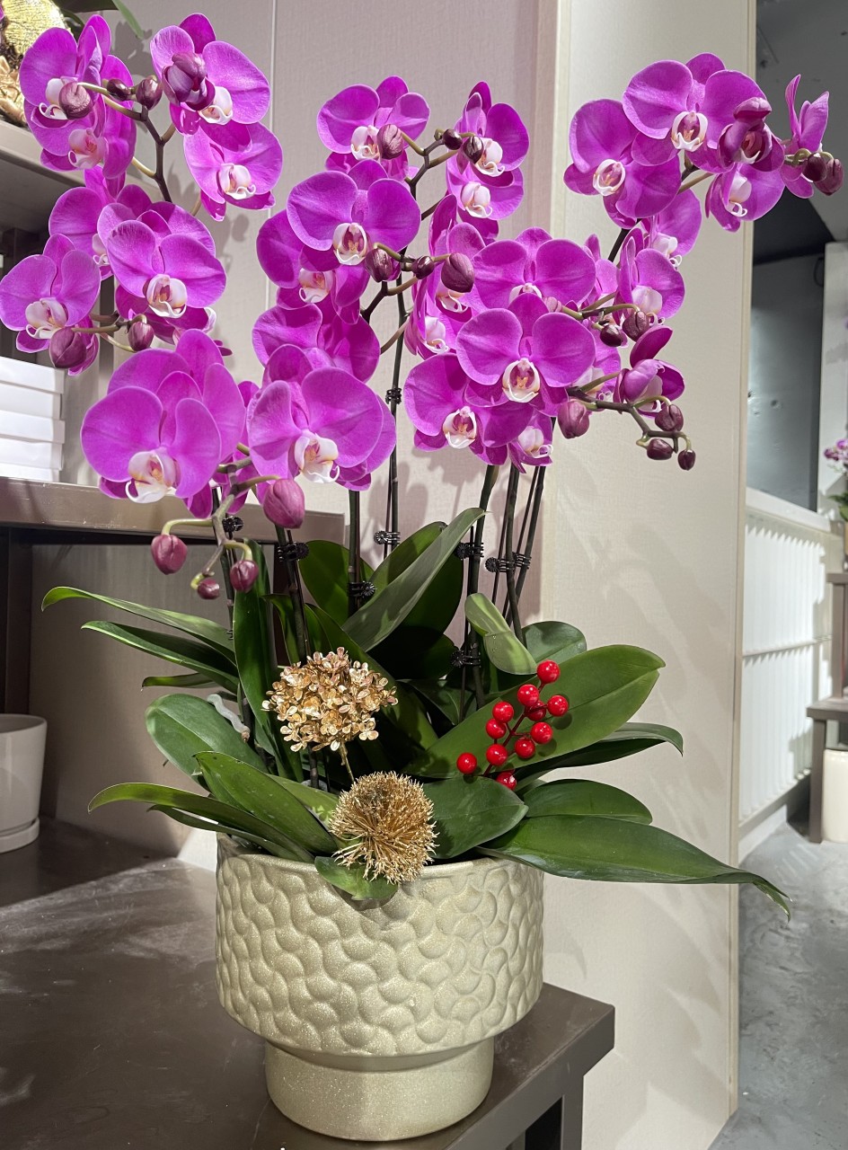 新春蝴蝶蘭祝賀枱花連底盆(8枝裝)