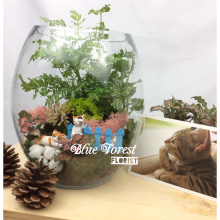 玻璃樽微觀植物