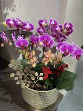 新春3拼色蝴蝶蘭祝賀枱花連底盆(8枝裝)