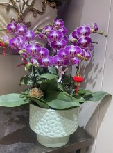 新春紫紅蝴蝶蘭祝賀枱花連底盆(8枝裝)
