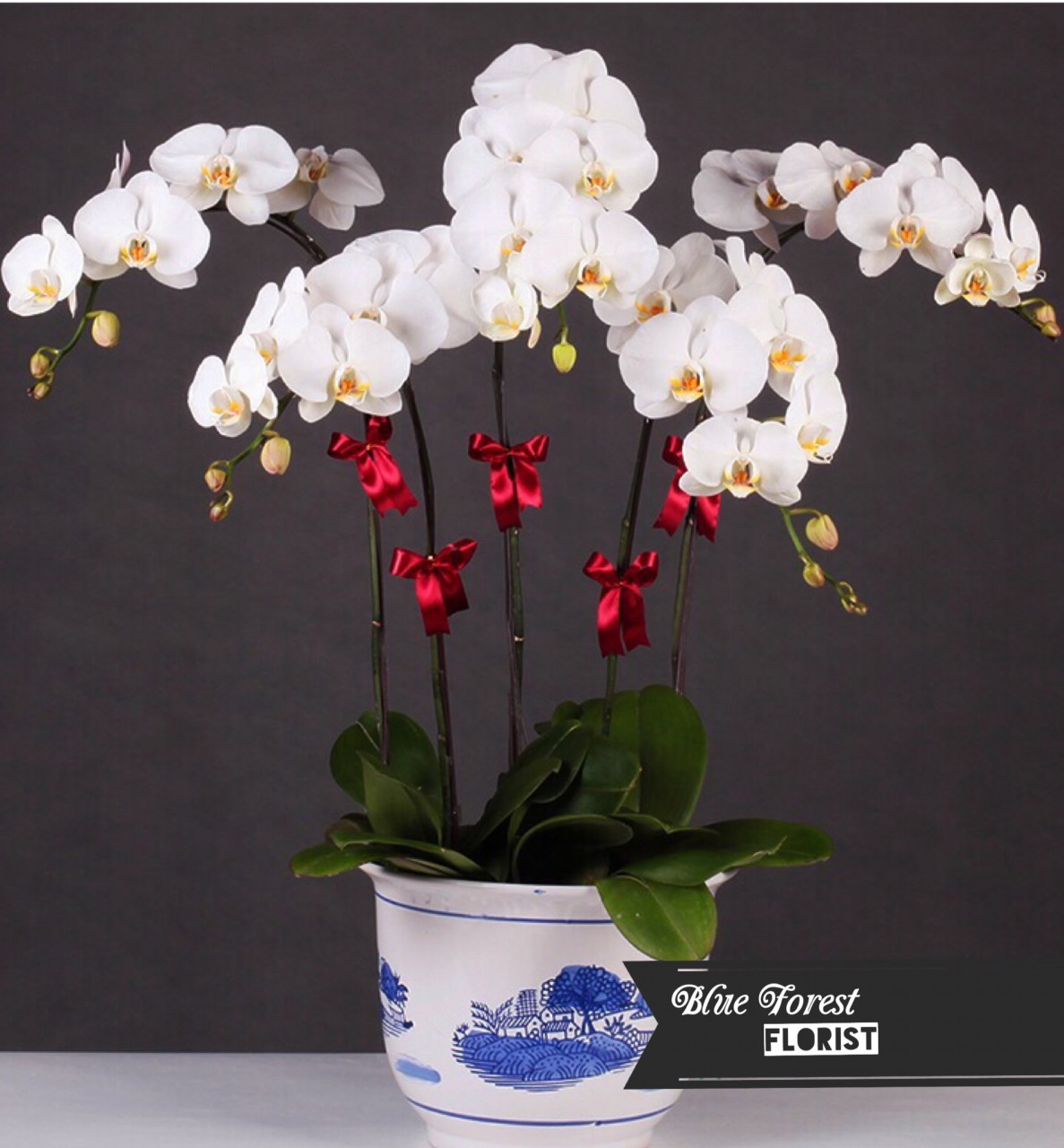 台灣蝴蝶蘭祝賀枱花連底盆(5枝裝*白色）