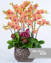 台灣蝴蝶蘭祝賀枱花連底盆(12枝裝*橙黃色）
