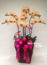 台灣蝴蝶蘭祝賀枱花連底盆(5枝裝*黃色）