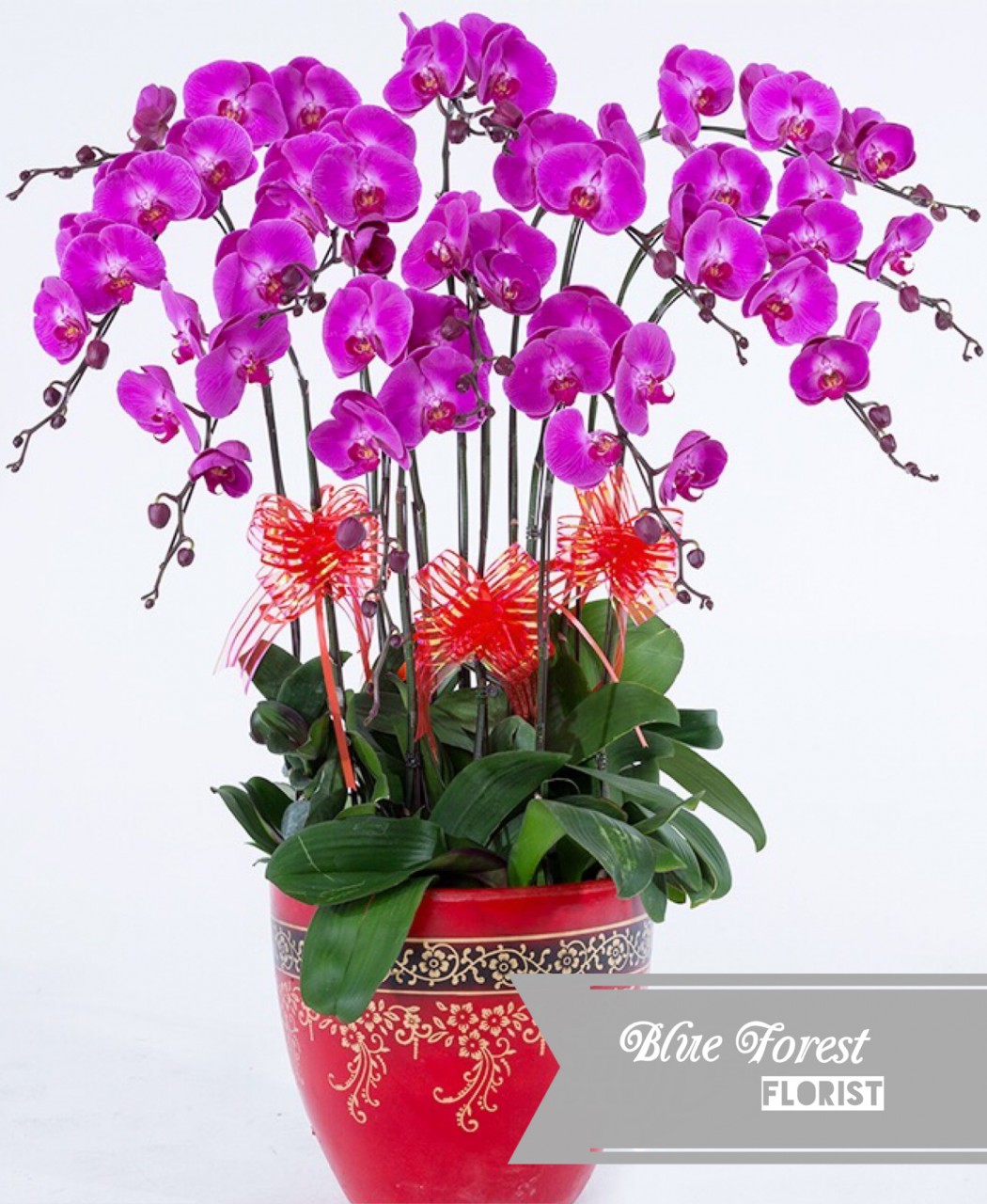 台灣蝴蝶蘭祝賀枱花連底盆(10枝裝*紫紅色）