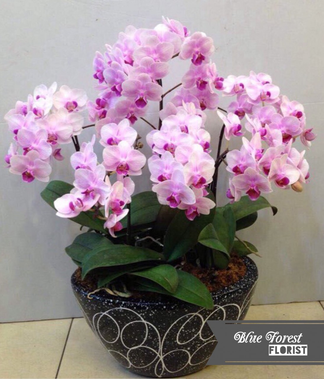 *台灣蝴蝶蘭祝賀枱花連底盆(6枝裝*粉紅色）