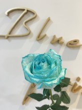 12枝肯亞Tiffany blue玫瑰滿天星花束**